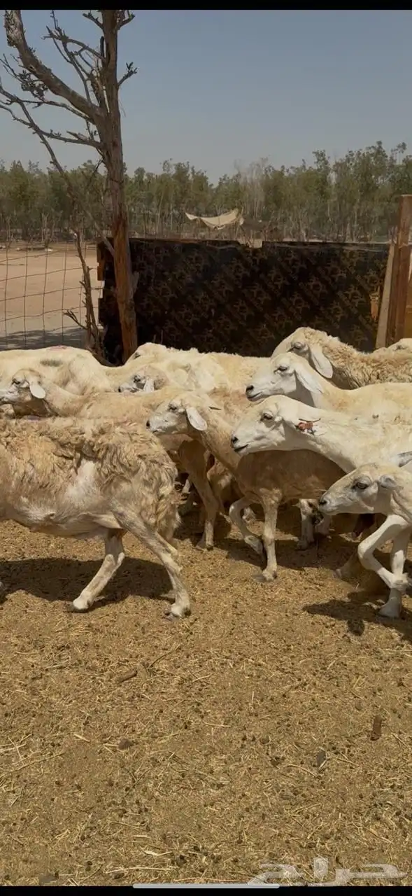 تم البيع 4