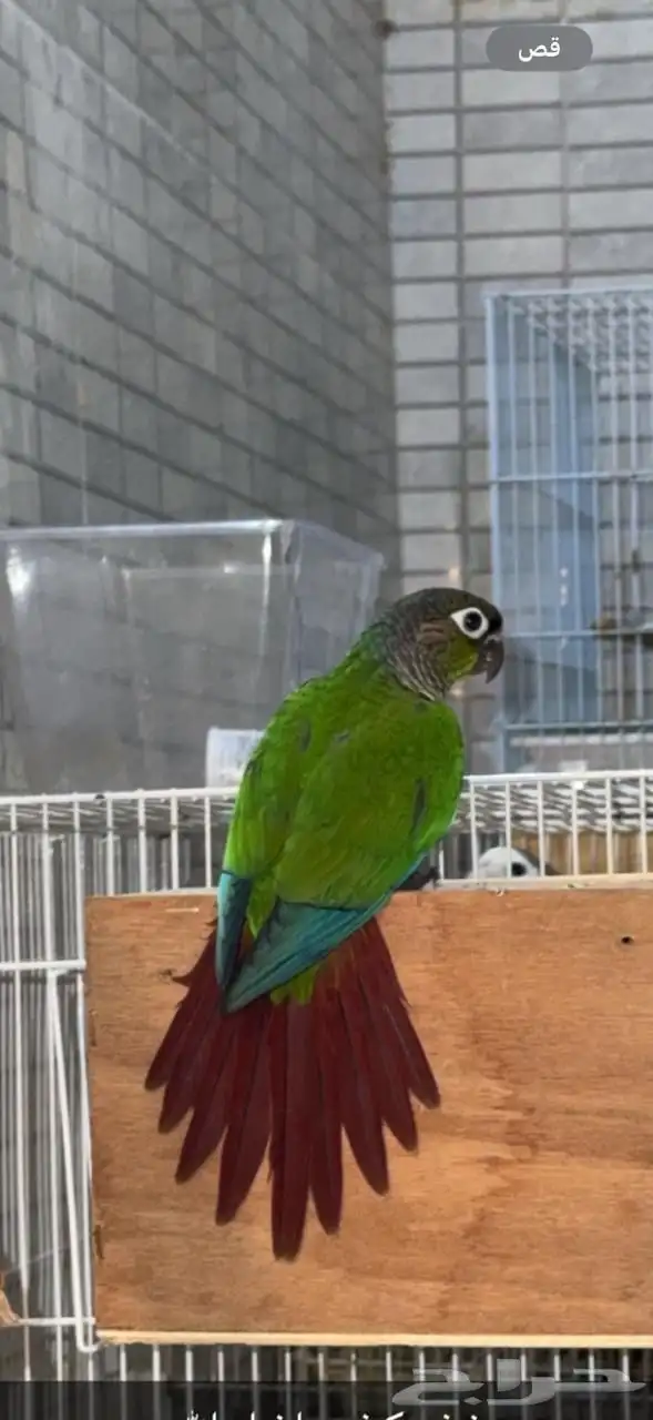 كنيور قرين شك 0