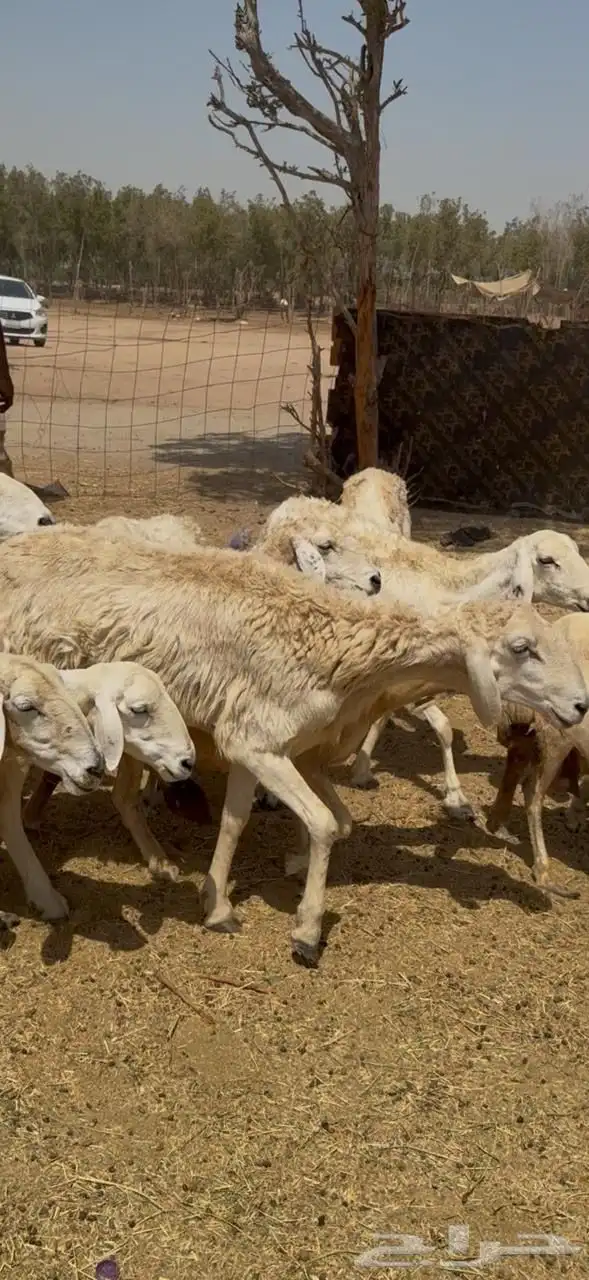 تم البيع 3
