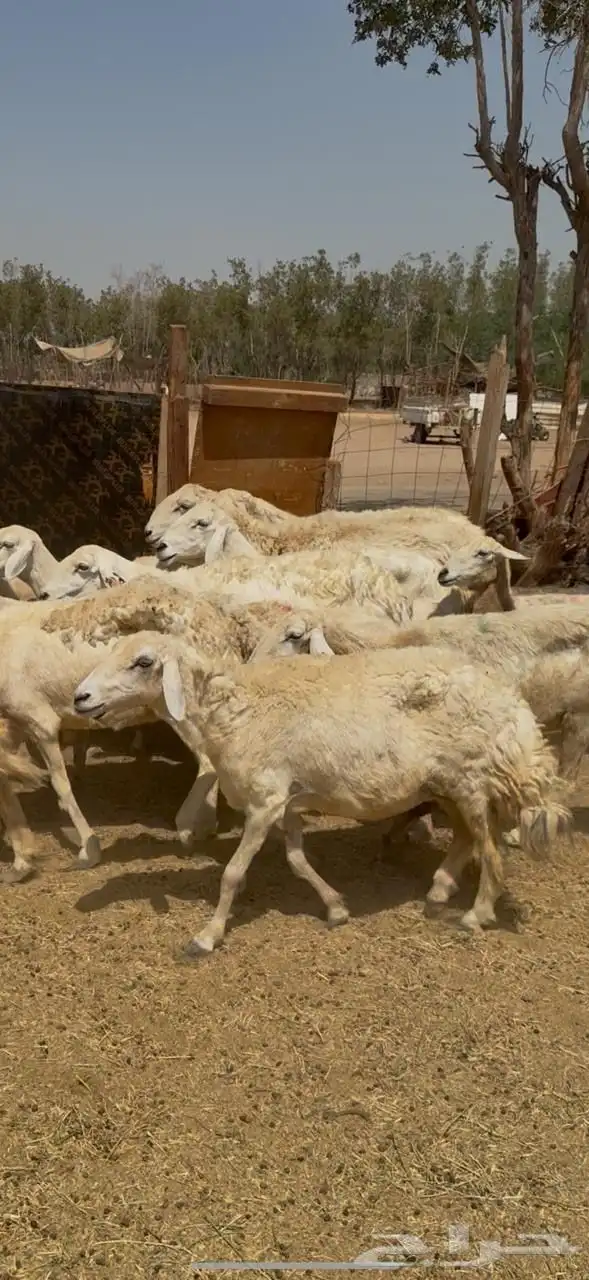 تم البيع 1