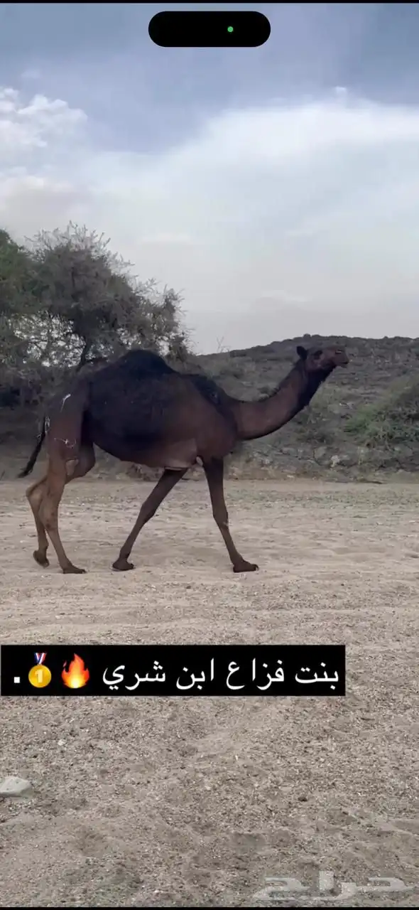 ذود مجاهيم نقوه خياار 3