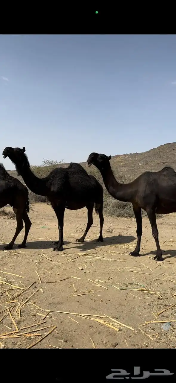 ذود مجاهيم نقوه خياار 0