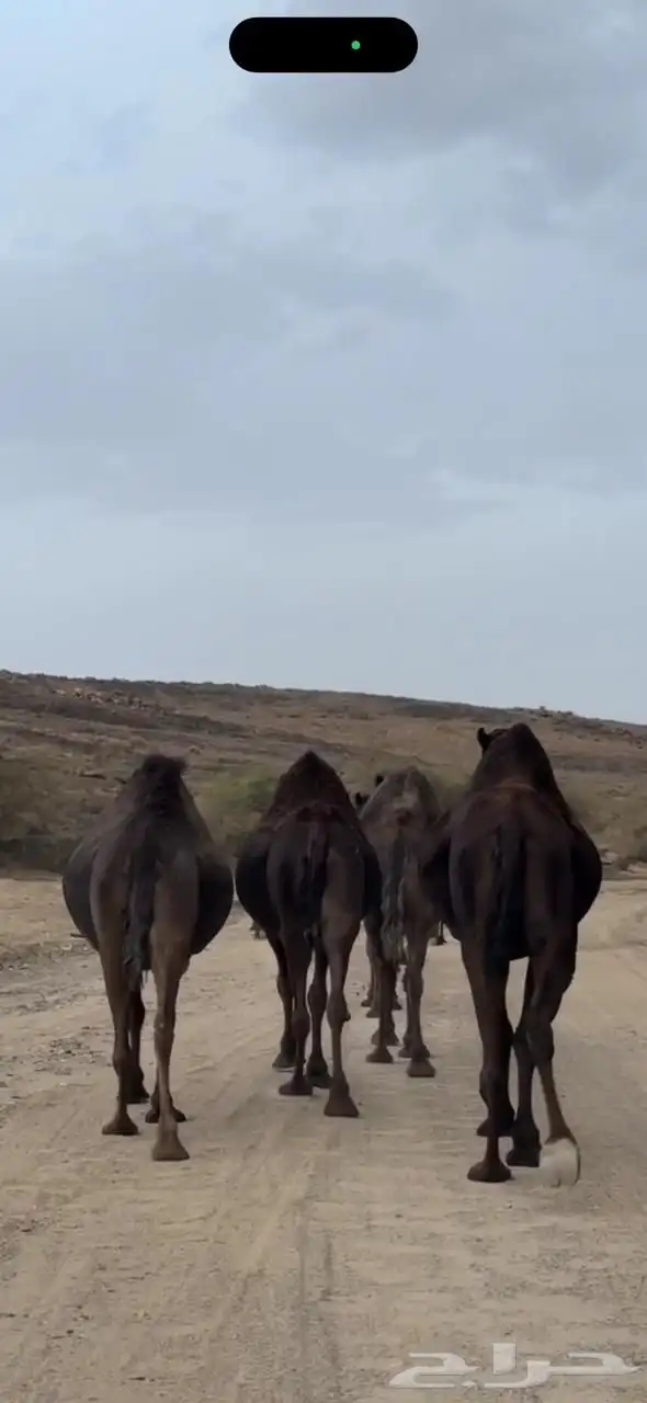ذود مجاهيم نقوه خياار 4