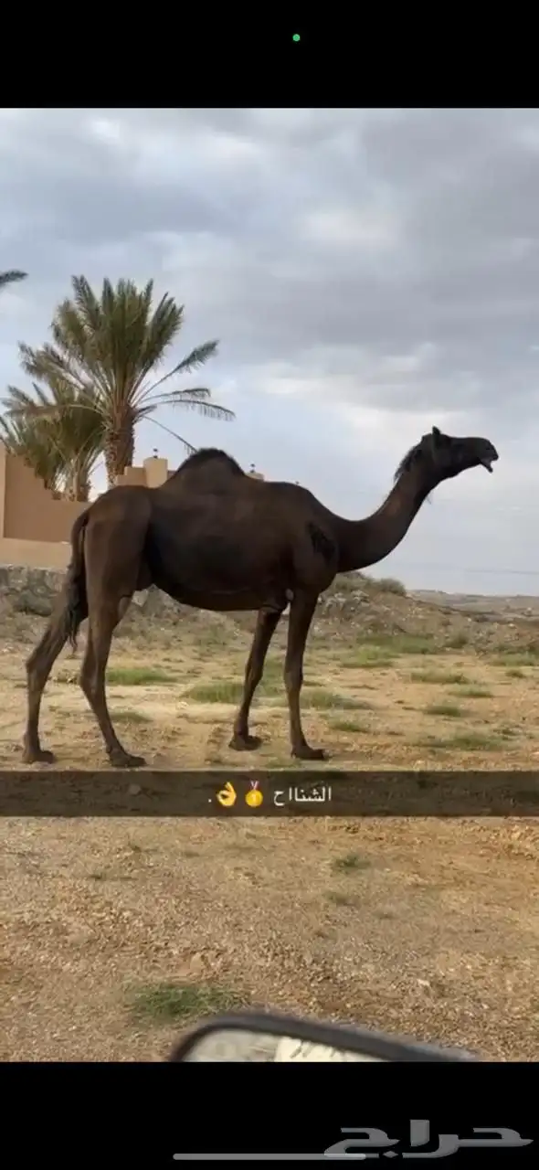 ذود مجاهيم نقوه خياار 2