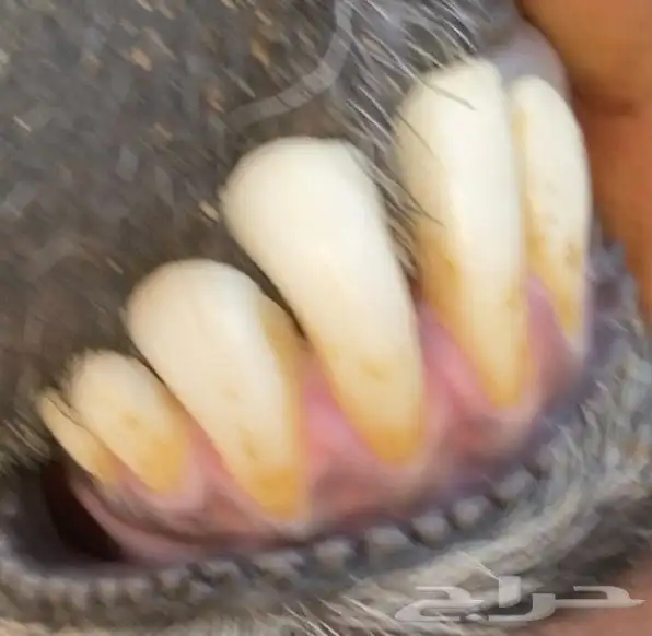 نجدي ادلم 2