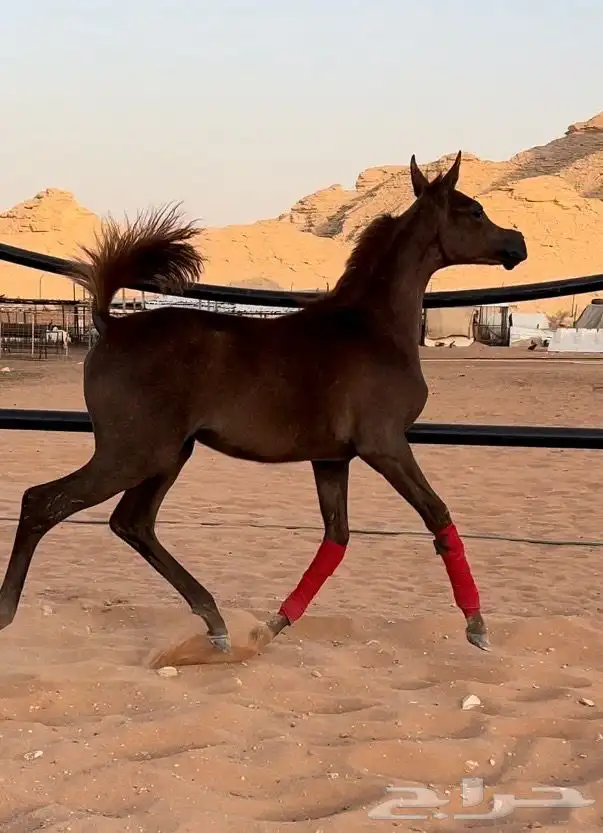 مهره واهو ( تم البيع ) 0