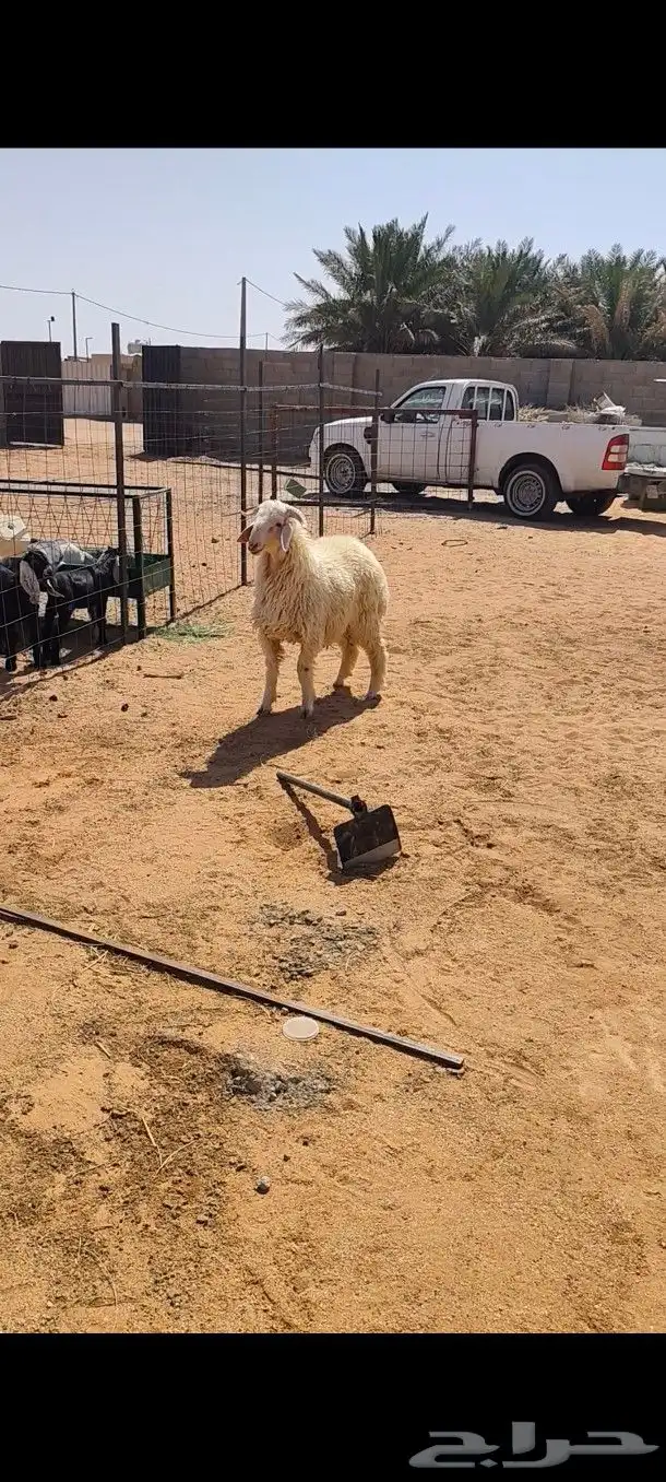خروف نعيمي 0
