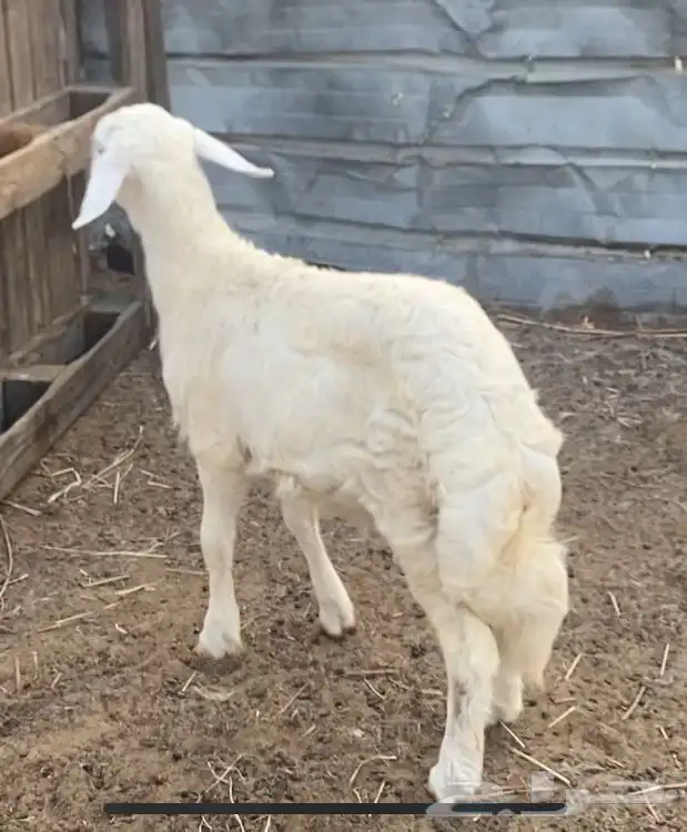 خروف حري 1