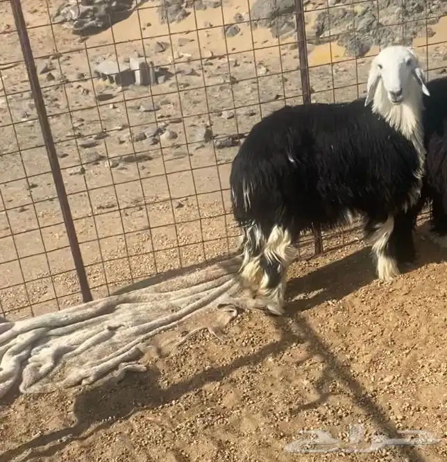 للبيع رخل نجديه شمال ينبع 0