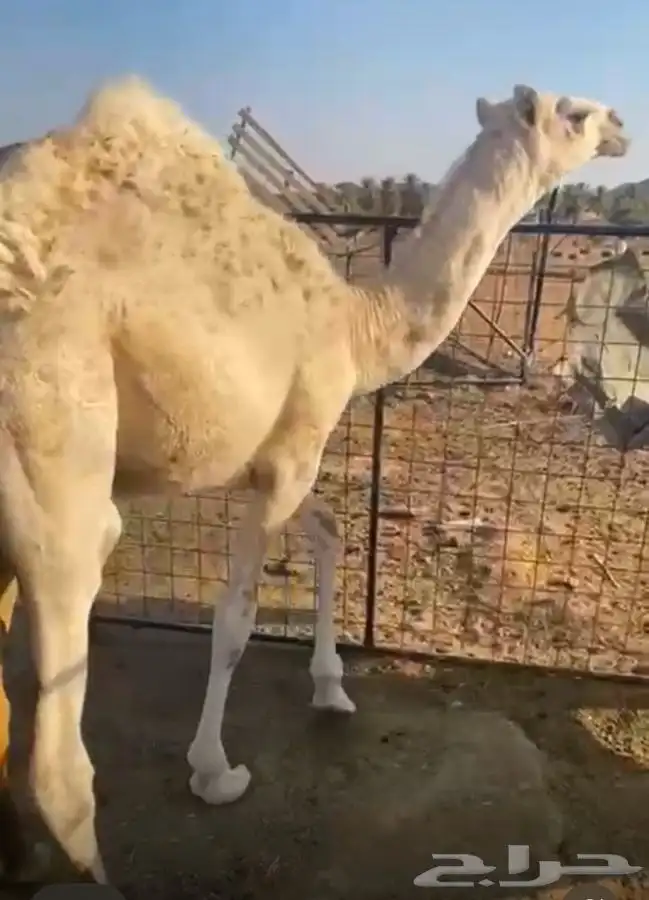 حاشي فاخر 0