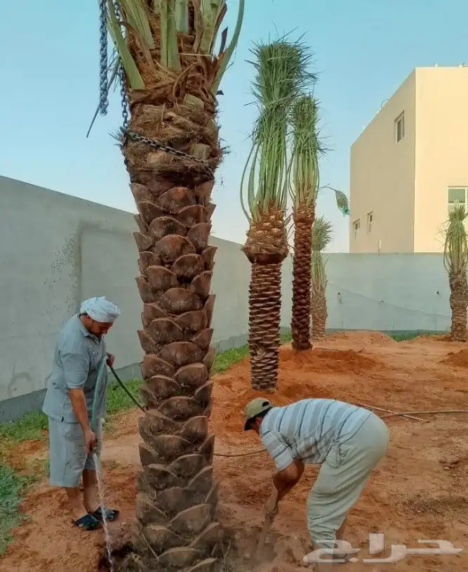 نخل جثايث نقايل اخلاص شيشي صقعي مجدول نخيل واشنطني عجوه خضري 9