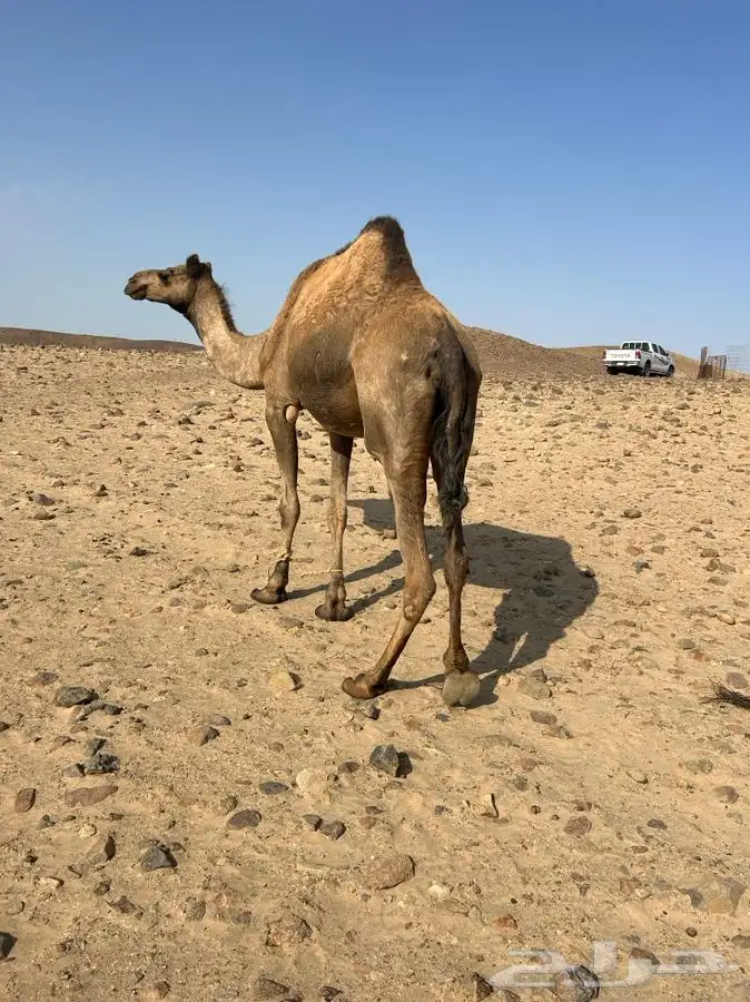 ناقه للبيع 2