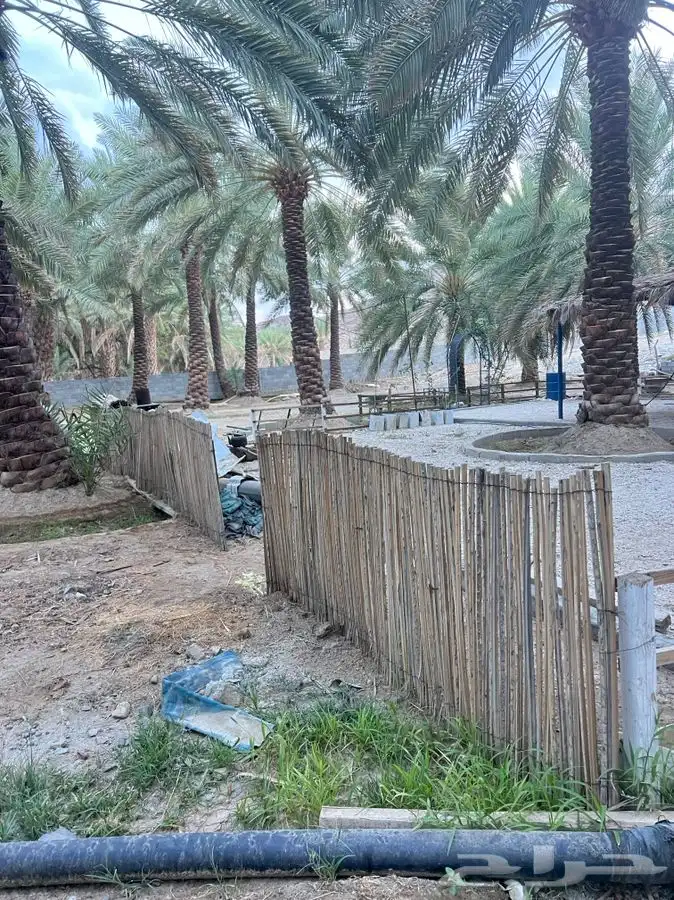 جريد نخل او سعف 8