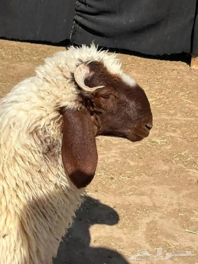 ذبايح البيع الموقع رفحاء 0