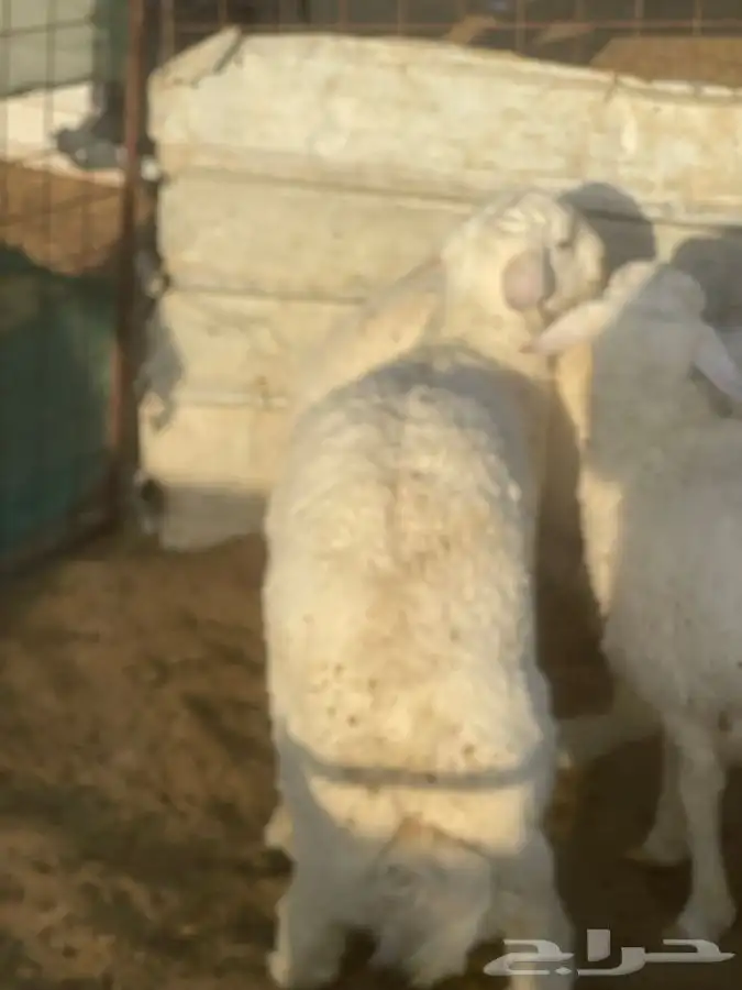 طليان حريه طيبة 11
