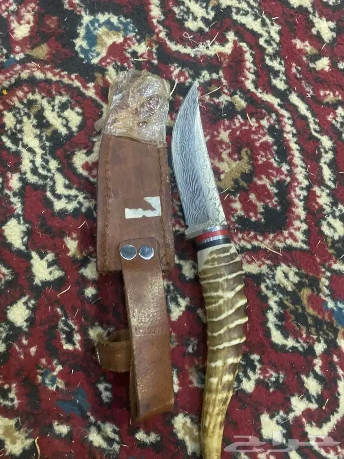 قرن غزال 0