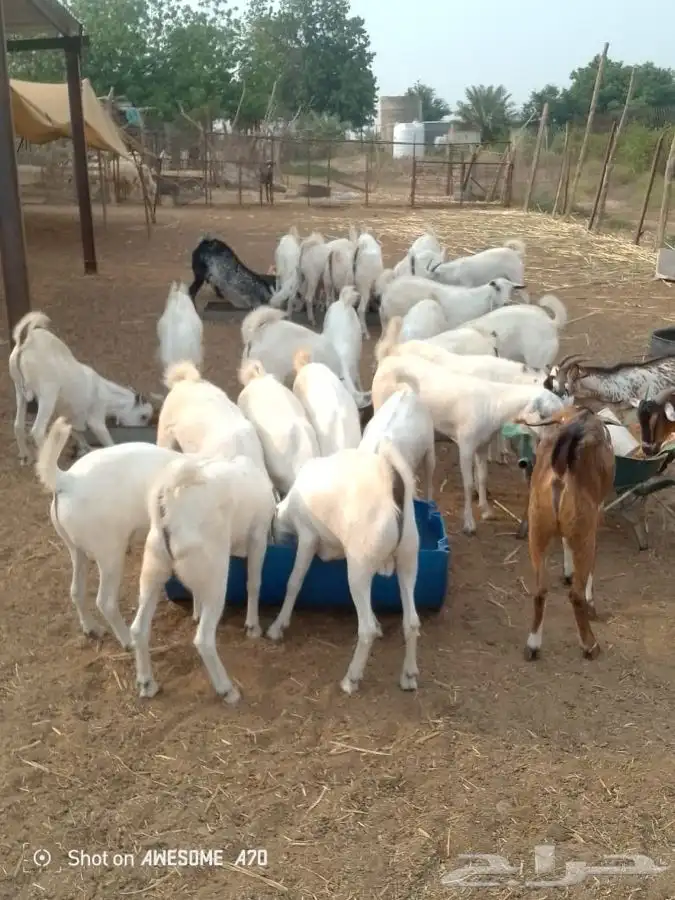 تيوس مناسبات 2