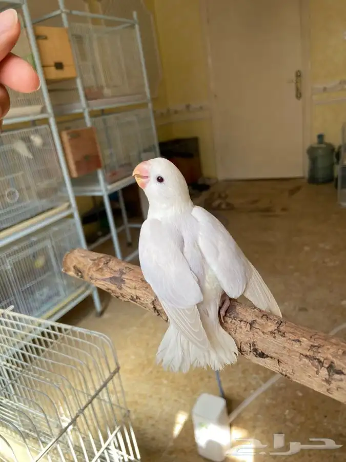 فرخ روز اليف هدد 1