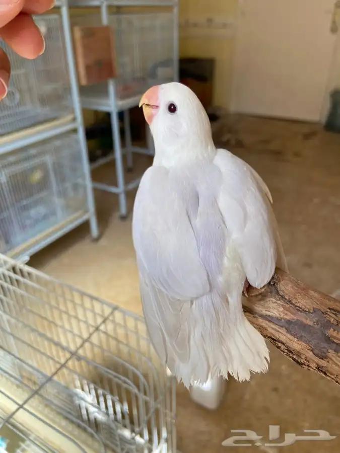 فرخ روز اليف هدد 0