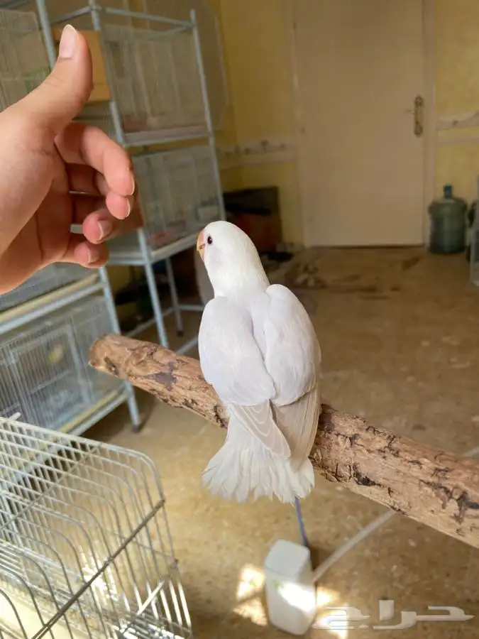 فرخ روز اليف هدد 5