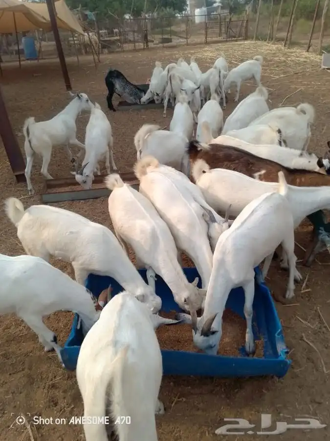 تيوس مناسبات 0