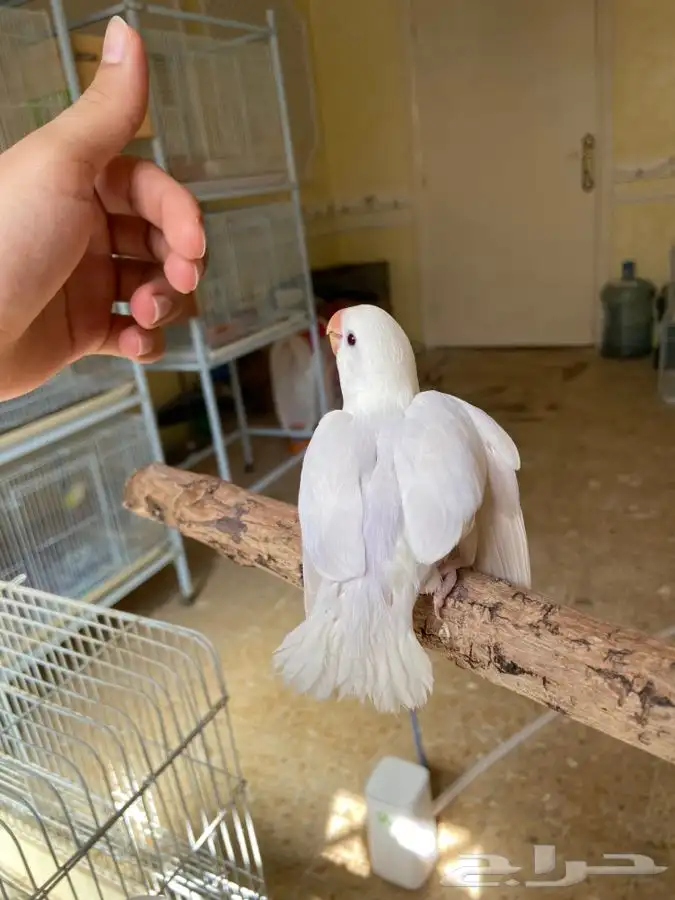 فرخ روز اليف هدد 6