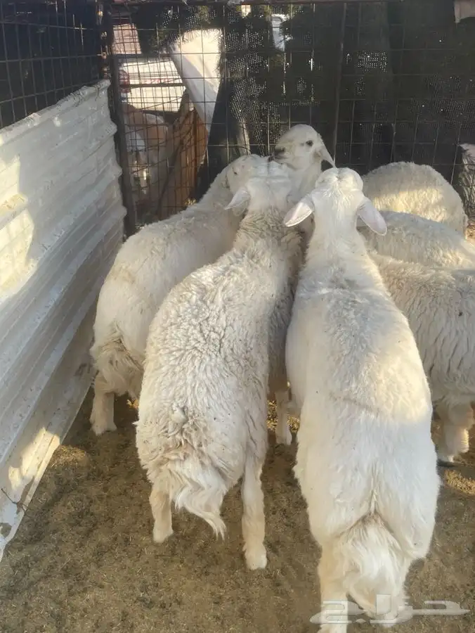 طليان حريه طيبة 1