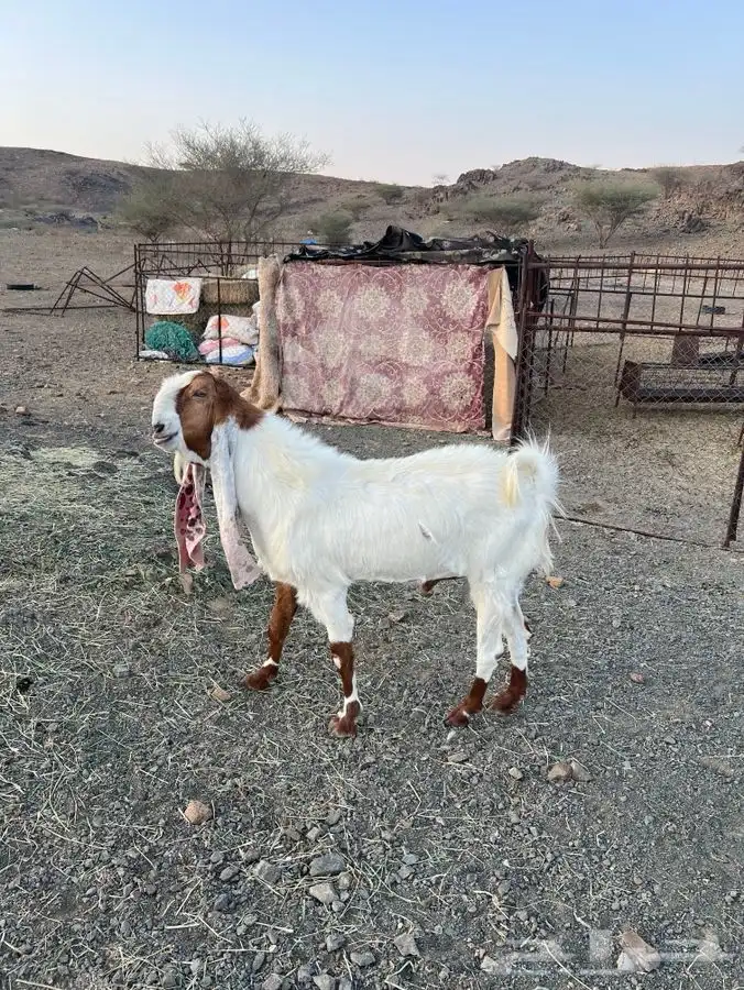 فحل هولندي 2