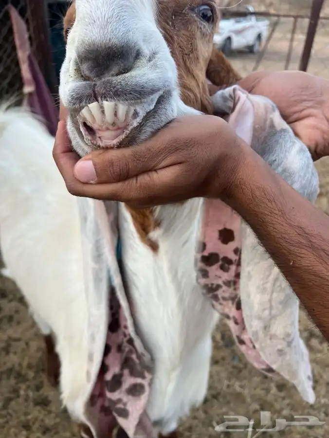 فحل هولندي 0