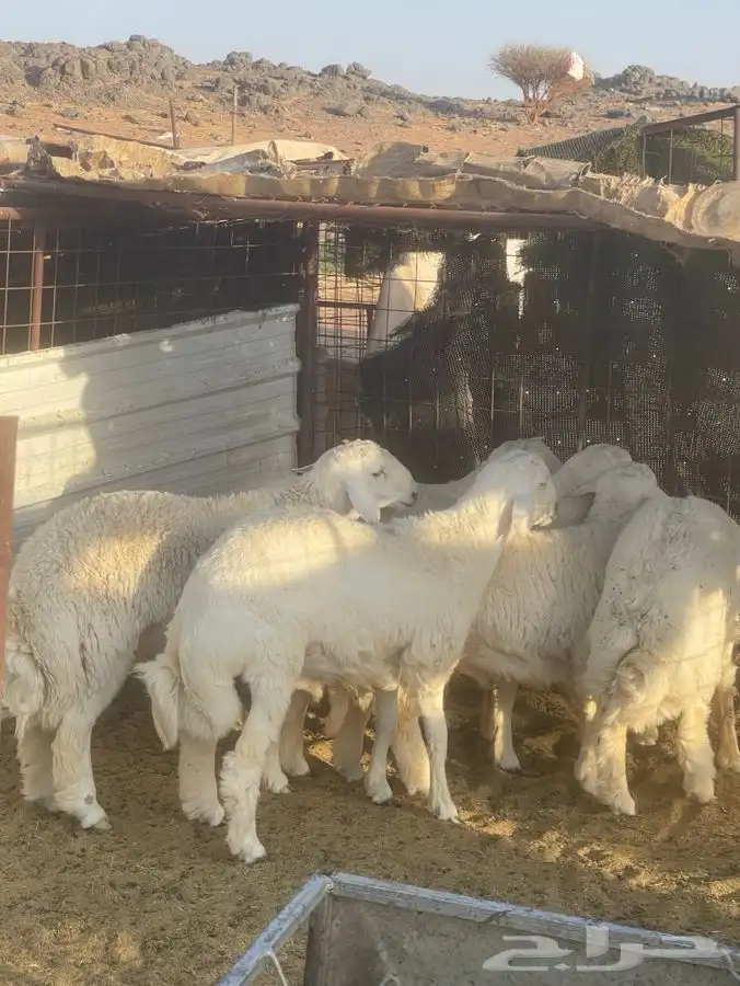 طليان حريه طيبة 7