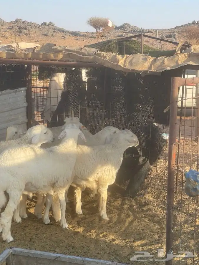 طليان حريه طيبة 6