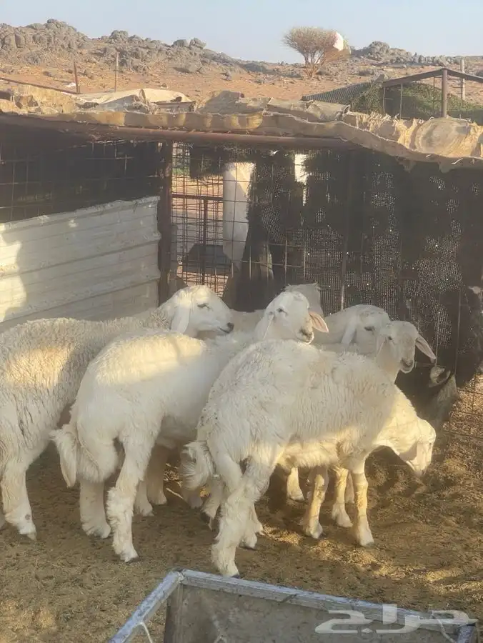 طليان حريه طيبة 8