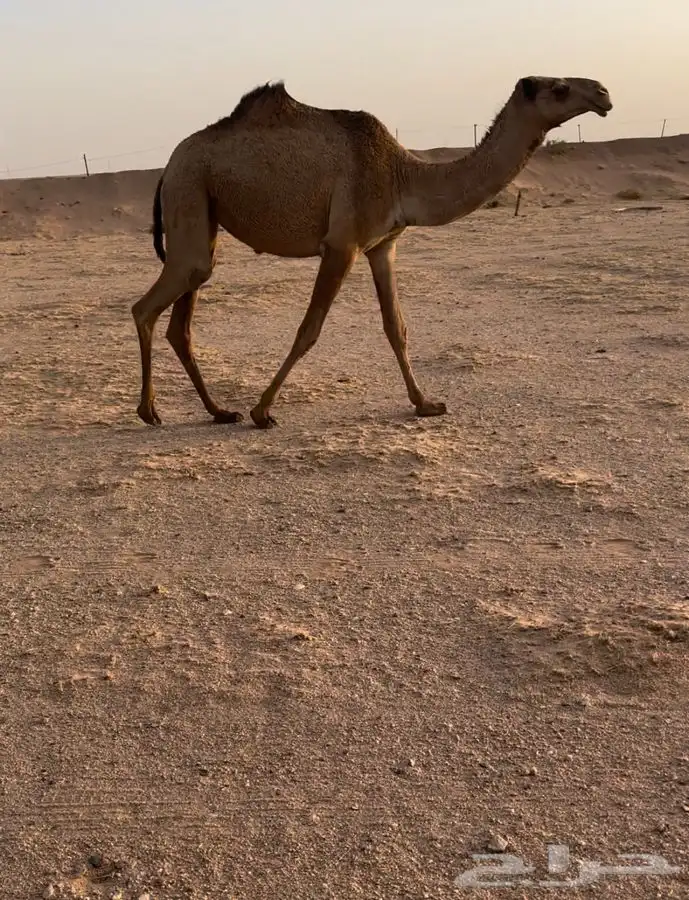 قعودين وبكره حق شعلا 2