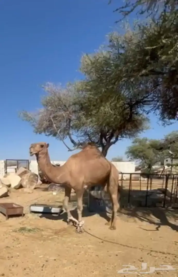 فحل إبل أحمر كفو 4