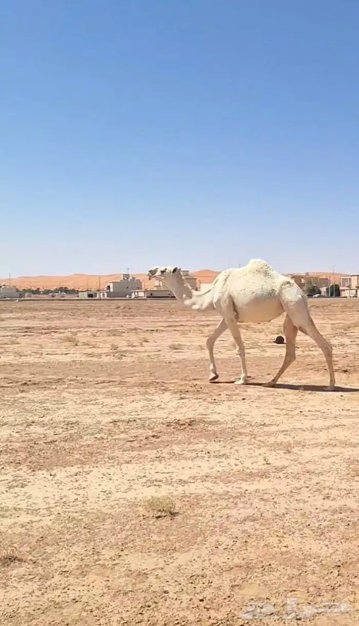 ضرايب حلوات مشروطات وبيعهن متيسر 2