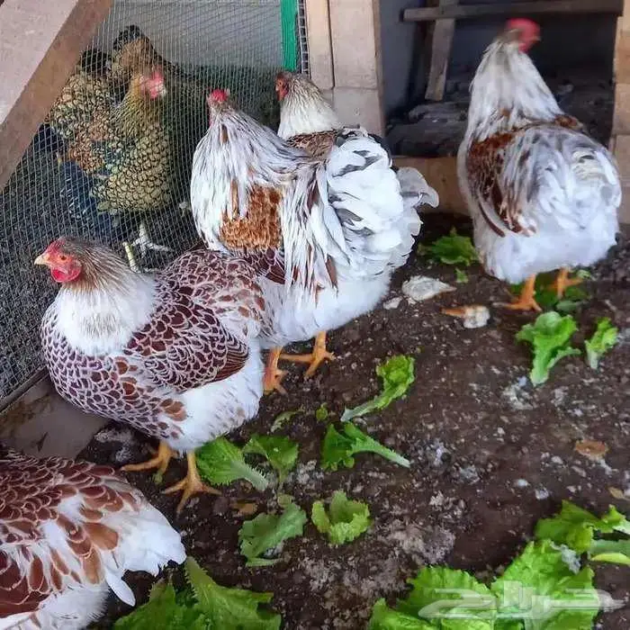 بيض دجاج وايندوت نوادر أوروبا 15