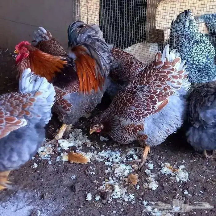 بيض دجاج وايندوت نوادر أوروبا 16