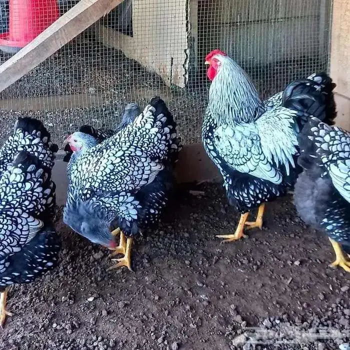 بيض دجاج وايندوت نوادر أوروبا 18