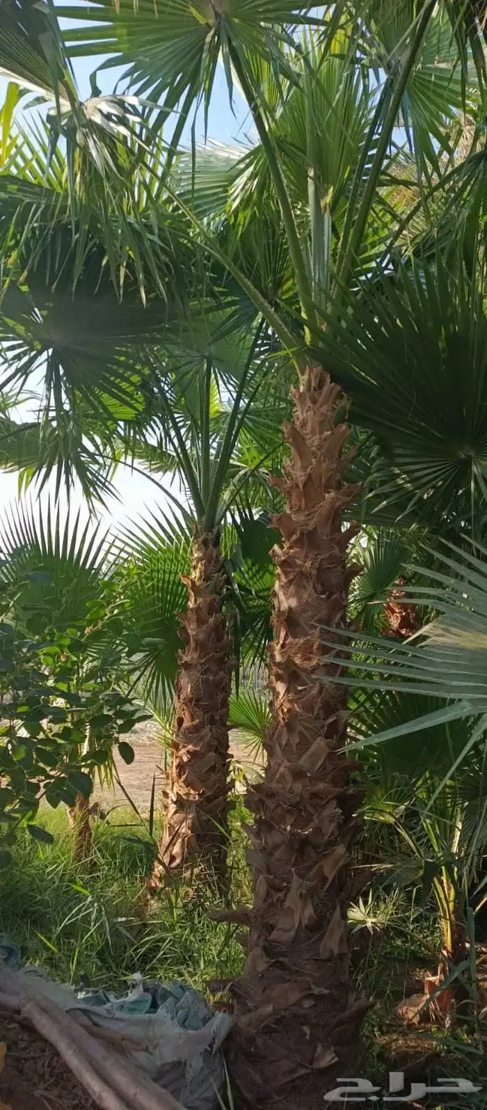 مشتل زراعي 4