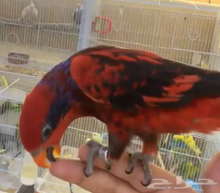 للبيع ببغاء لوري بلوستريك النادر 2