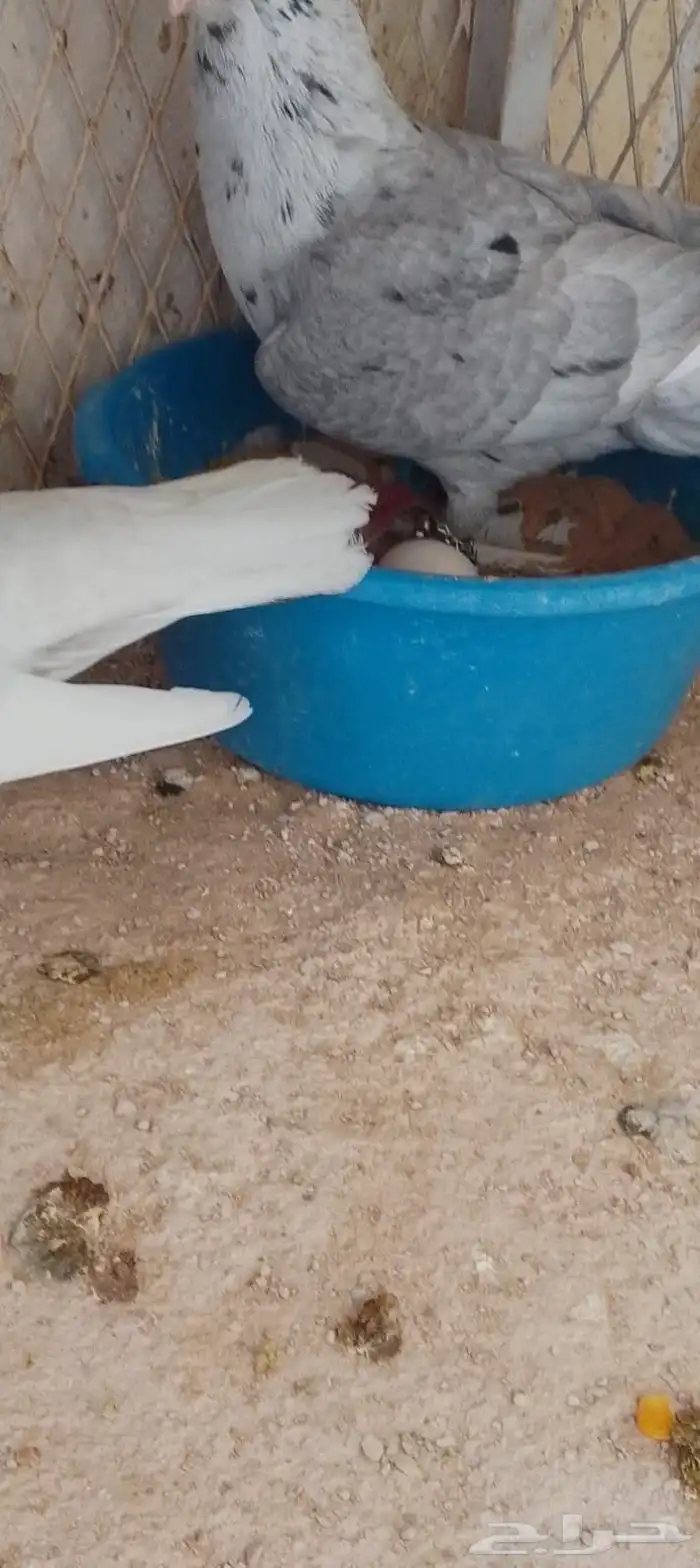 مساويد اخوان جاهزين 4