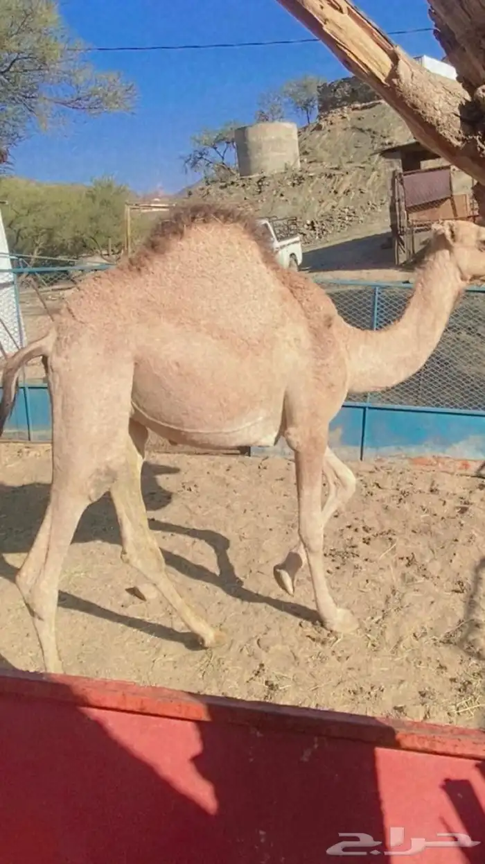 قعود 0