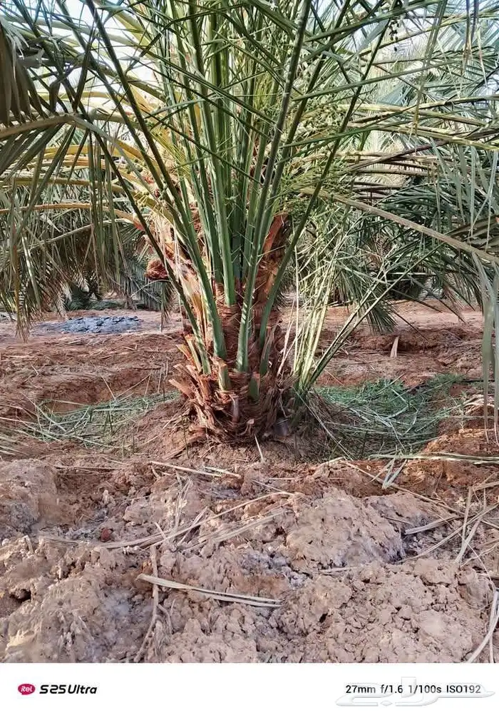 فروخ طيبه جدا  ونظيفه بعدد كبير وسعر مناسب 3