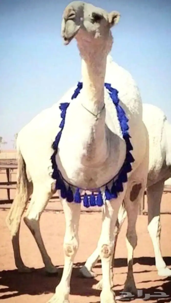 ماشاء الله زينه أبل 0