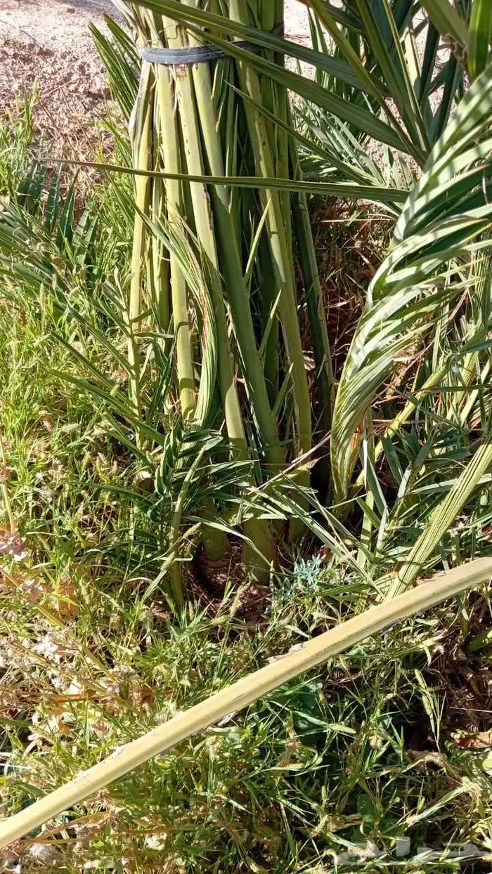 نخل للبيع القصيم سكري مجدول صقعي عجوة صفاوي عنبرا ورثان بيضا 1