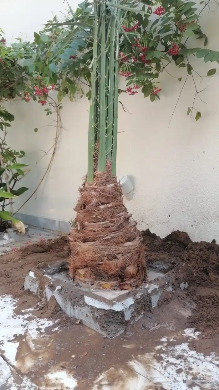 نخل للبيع 12