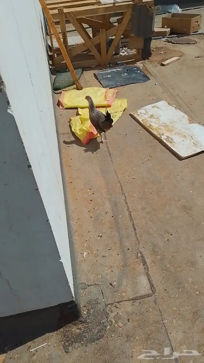 دجاج بلدي بياض شرط ودجاجه مرجن واحده مرجنه 9
