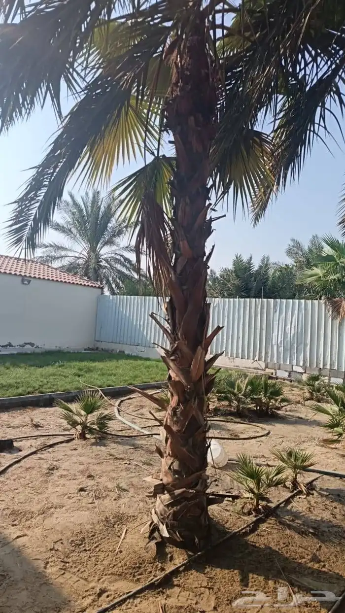 ابوياسين لبيع جميع انواع النخيل البلدي والواشنطن والفسيل 0