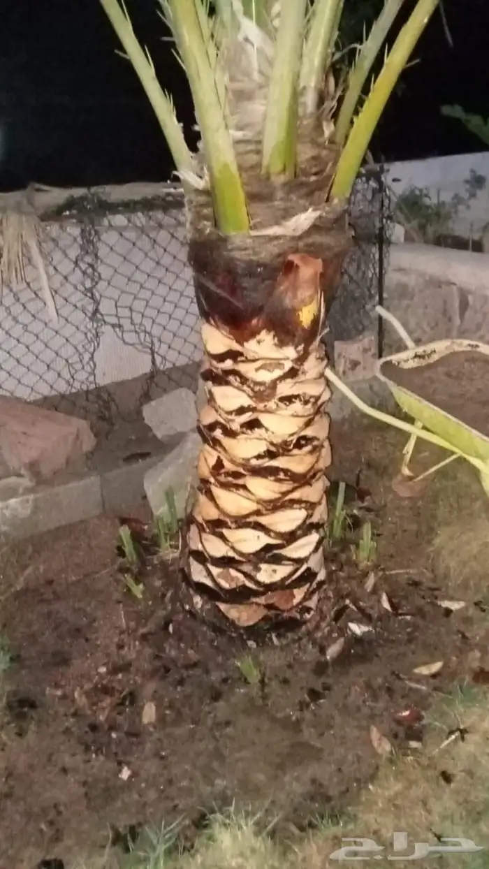 زراعه جميع انواع الاشجار النخل والنجيل وكل ما يتعلق بالزراعه 10