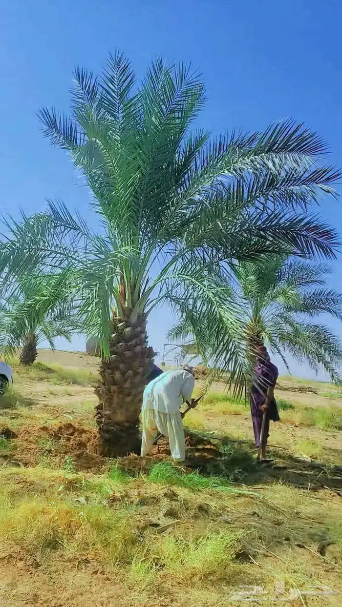نخيل 9
